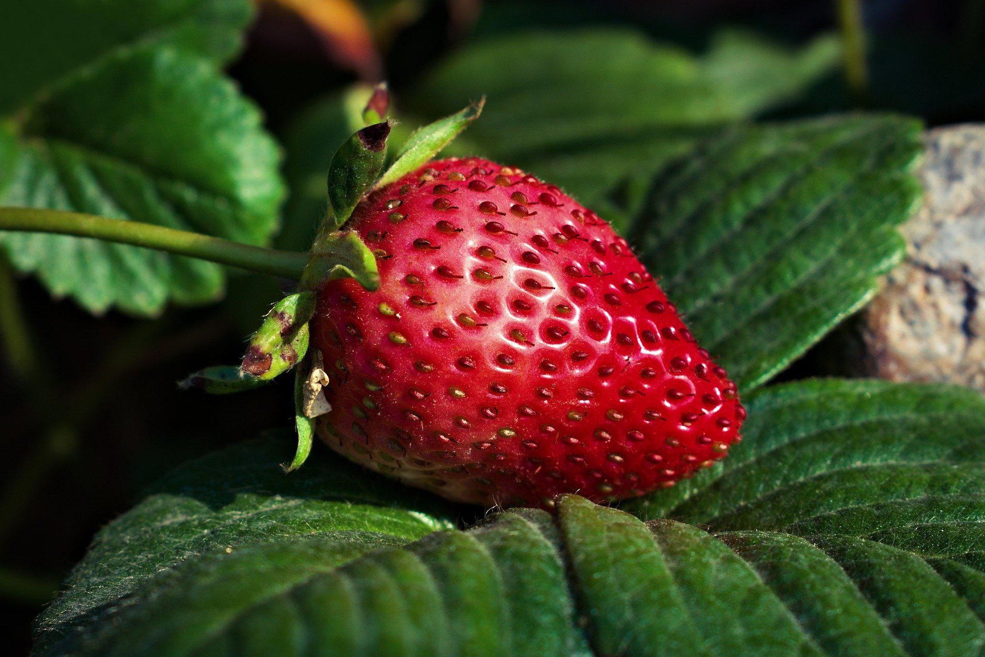 Strawberry image for Python Pillow tutorial