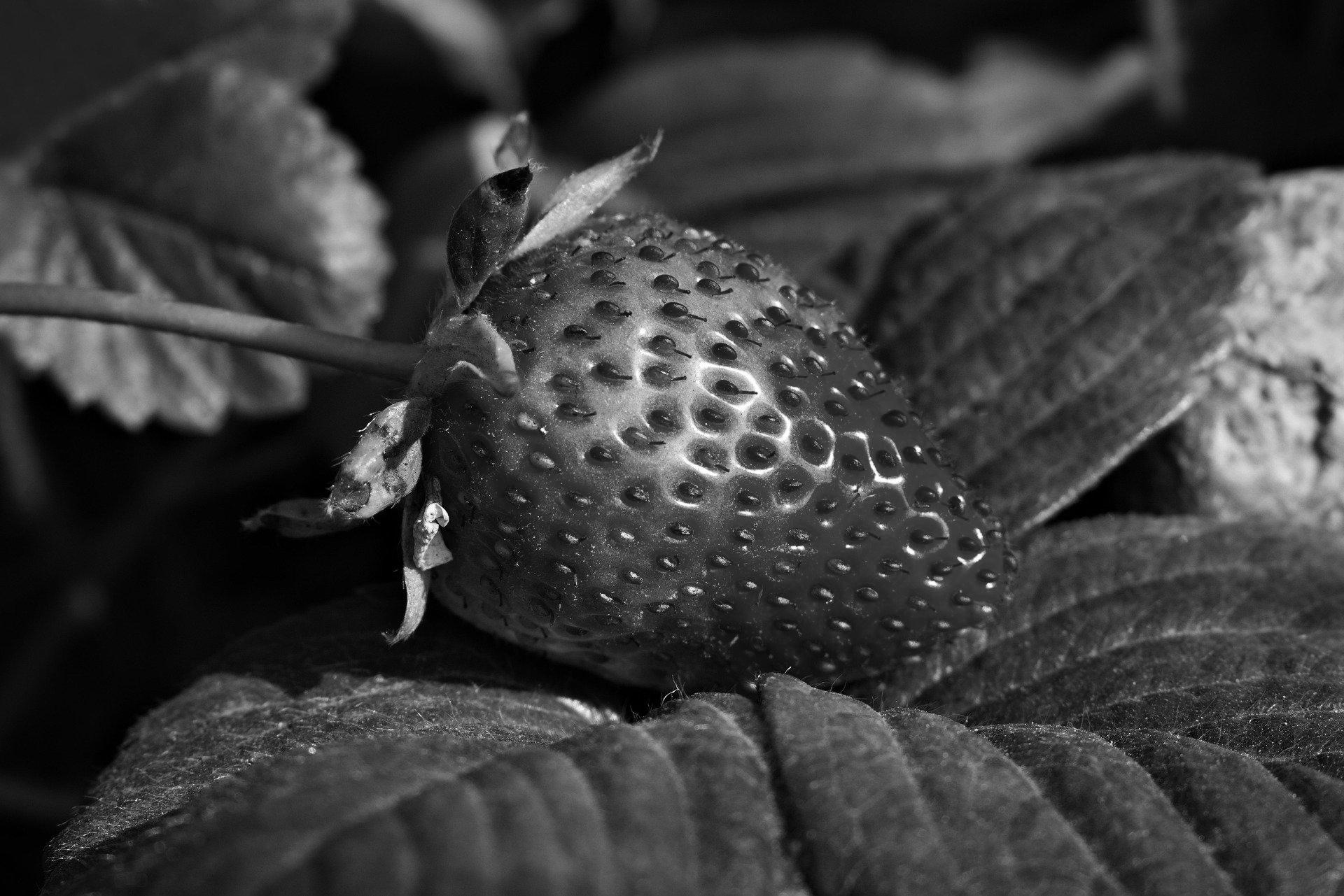 Strawberry image in grayscale for Python Pillow tutorial